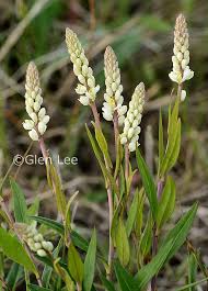 Image result for Polygala senensis