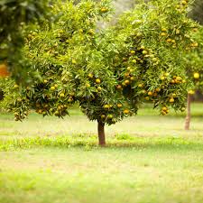 The apple tree (1917) is a long short story written by a prominent english novelist, playwright and short story writer john galsworthy. 10 Best Fruit Trees To Grow At Home Family Handyman