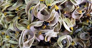 Acacia Mangium Seeds Seed Pods Seed Vault