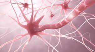 Chronische Schmerzen Neuralgien Neuropathien
