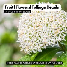 Image result for Ixora seretii