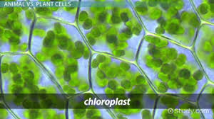 Chloroplasts are organelles found in plant cells and eukaryotic algae that conduct photosynthesis. Chloroplast Definition Structure Function Examples Video Lesson Transcript Study Com