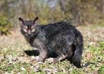 Lykoi Cat Breeders and Information - Kittens For Sale