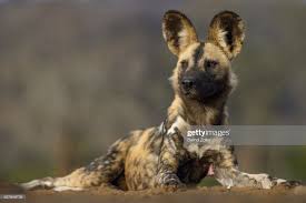 African Wild Dog Lying In The Sand Zimanga Game Reserve Wild Dogs African Wild Dog Game Reserve