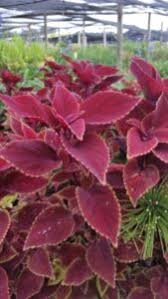 Image result for Coleus sylvestris
