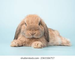Image result for tbn:nuNU7FPK4A54yM::rvforsaleguide.com/images/bunny-resting-picture.jpg