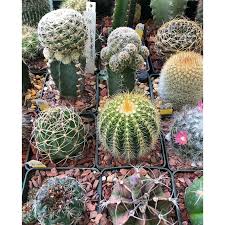 Definition of cactus in the idioms dictionary. Cactus Mix Plant Seeds Cacti Succulents Shopee Philippines
