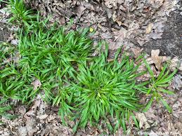 Image result for Dichapetalum deflexum