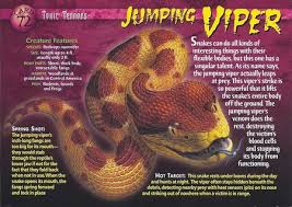 Jumping Viper Dangerous Animals Wild Creatures Creature Feature