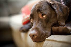 While that may seem like a simple question, it doesn't necessarily have an easy if you have any kidney problems or other health conditions, you should talk to your health care provider about how much water to drink. How Much Water Should My Dog Drink Calculator Uk