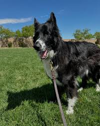 Marc Colucci (@high5petcare) • Instagram photos and videos