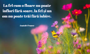 Mesaje de florii pentru iubit(ă), prieteni, rude, colegi, șefi, profesoare care au nume de floare. 4xrug1yckhz47m