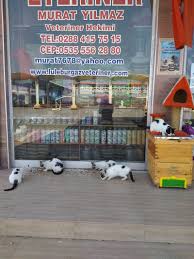 Kedi Kopek Sahiplendirme Luleburgaz Yunus Veteriner Klinigi Veteriner Hekimi Murat Yilmaz