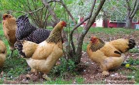 Quite a few chicken breeds do well in confined spaces and smaller gardens. 4 Benefits Of A Mixed Flock Of Backyard Chickens