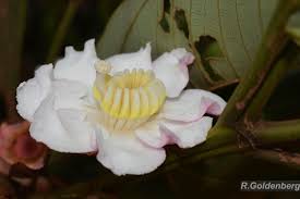 Image result for Bellucia