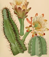 Image result for Cactaceae