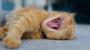 By age four, many cats have significant gingivitis and many also have periodontal disease. Cat Dental Care Cleaning Your Cat S Teeth Medivet