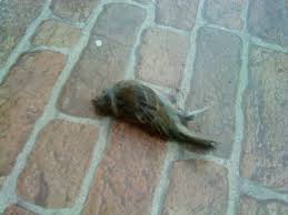 We did not find results for: Burung Pipit Itu Telah Pergi The Journey