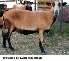 Angora goat kids sold 2012. Sheep Breeds Id Flashcards Quizlet