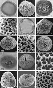 Image result for Malvaceae subfamily Bombacoideae