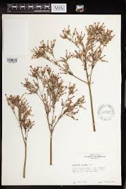 Image result for Kalanchoe velutina