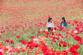 ✓ free for commercial use ✓ high quality images. Poppy Love A Carpet Of Red At A Tokyo Park Japan In Photos Nippon Com