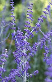 Image result for Perovskia atriplicifolia 'blue spire'