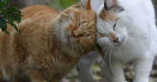 The Cat Headbutt And What It Means Cats Cat Behavior Beautiful Cats