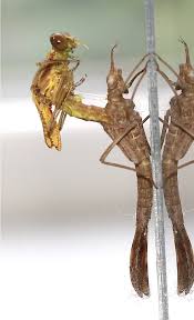 Image result for Hetaeria tetraptera