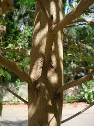Image result for Terminalia neotaliala