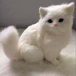 Persian kittens Blue Eyed White Persian Cats For Sale ...