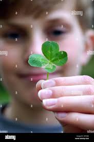 4 clover hi-res stock photography and images