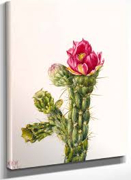 Image result for Opuntia imbricata
