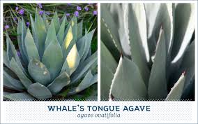 Check spelling or type a new query. 20 Popular Types Of Succulents Ftd Com