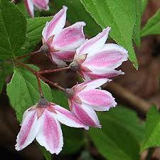 Normally growing as a neat, slender, medium to small sized tree, with decorative, almost luminous, … Deutzia Plants And Species Nurseries Online Australia