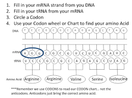 48 Bright Codon Chart For Trna