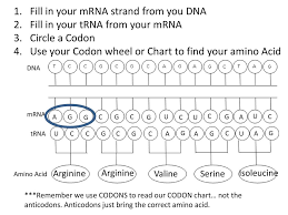 48 bright codon chart for trna