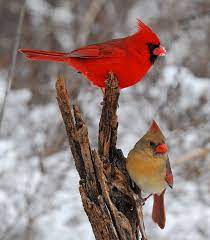 Northern Cardinals Cardinalis Cardinalis Cardinal Birds Bird Pictures Funny Birds