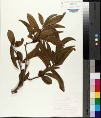 Image result for Cleistochlamys kirkii