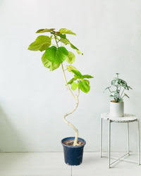 Image result for Ficus tremula