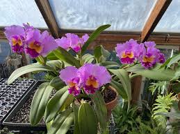 Cattleya Leo Holguin