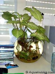 Can be used as a planter alone for many water thirsty plants. 46 Betta Fish Tank Ideas Betta Fish Tank Fish Tank Betta Fish