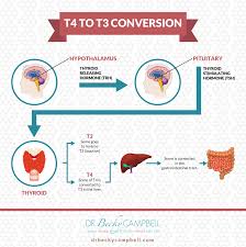 The Liver Hormone Connection Dr Becky Campbell Thyroid Hormone Thyroid Hormones