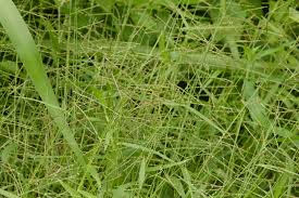 Image result for Urochloa arrecta