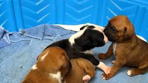 How To Find Out If My Boxer Puppy Is Blind