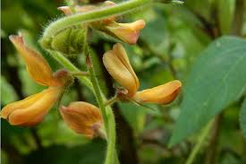 Image result for Rhynchosia holstii