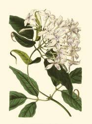 Image result for Ornithoglossum viride