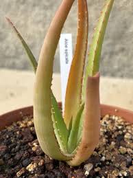 Image result for Aloe spicata