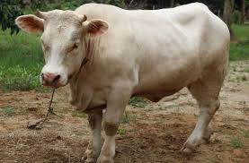 Tanah untuk dijual di kelantan on 10:09. Harga Seekor Lembu Sado Menyamai 100 Lembu Kampung Wacana