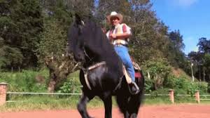 Image result for imagenes gif de caballos en movimiento"